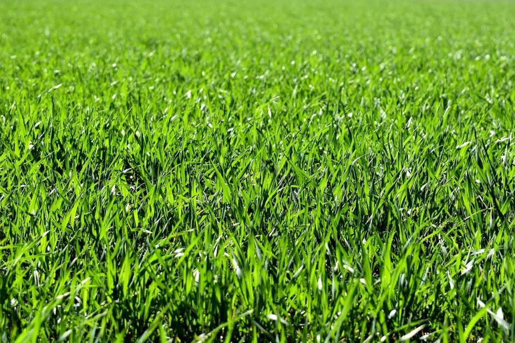 meadow, field, nature, grass, landscape, grassy, grasslands, grass blades, lush, green, greenery, green grass, lawn, meadow, field, field, grass, grass, green, green, green, green, lawn, lawn, lawn, lawn, lawn